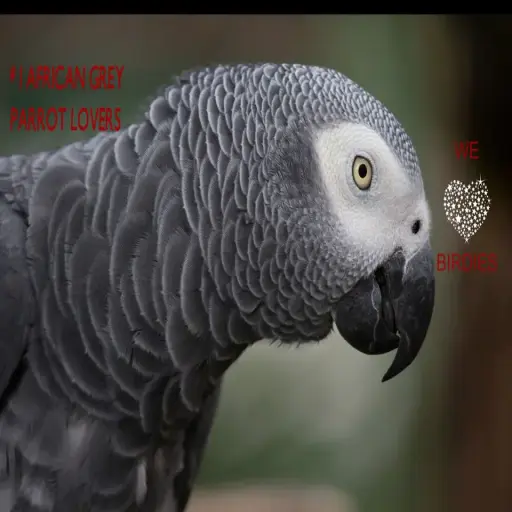 africangreyparrot.ueuo.com