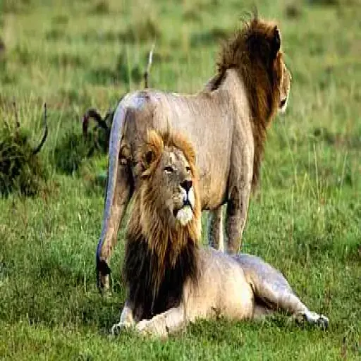 AfricanMecca Safaris & Tours