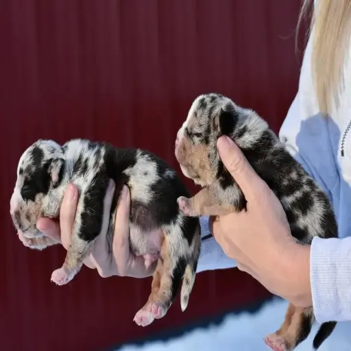 American Bully Farm