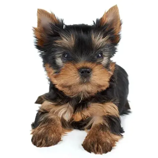 Avila Puppies