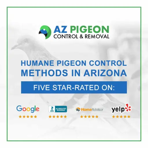 AZ Pigeon Control & Removal