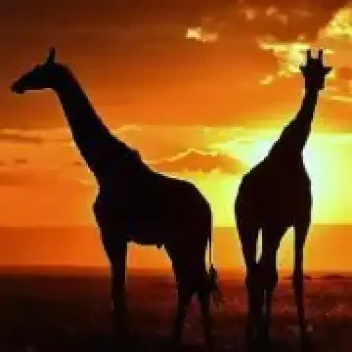Best Camping Tours and Safaris Limited