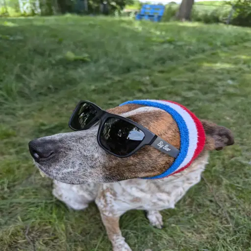 Big Bear Glasses