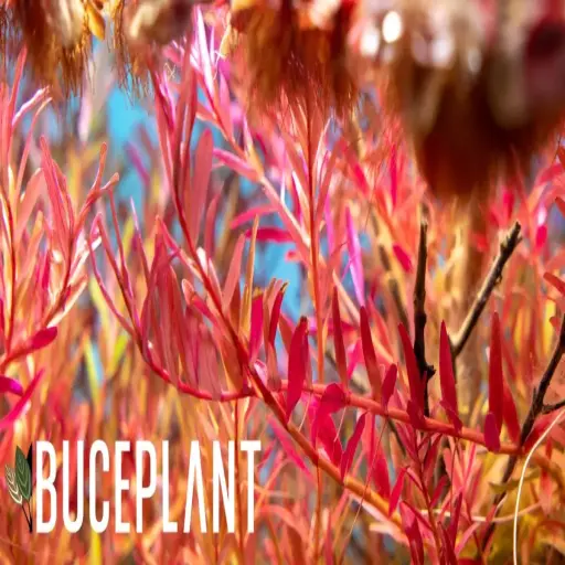 Buce Plant