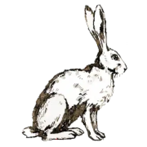 bunnywilliamshome.com