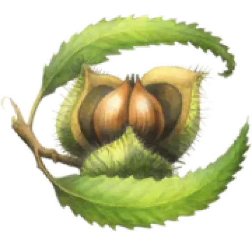 Chestnutherbs