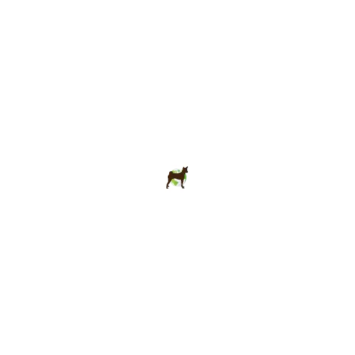 Chien