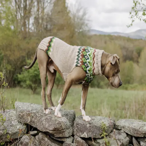 Chilly Dog Sweaters