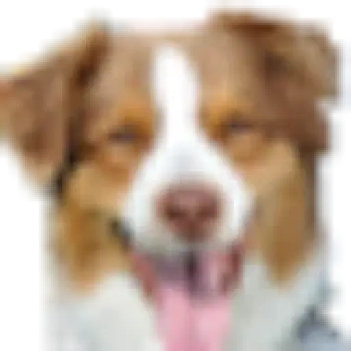 Coastal Pet Products