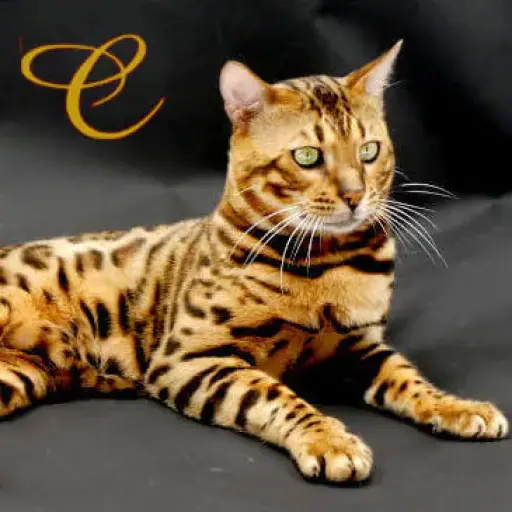 Coramontebengal