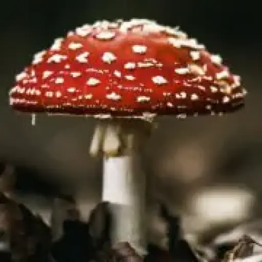 Denvermagicmushroomdispensary