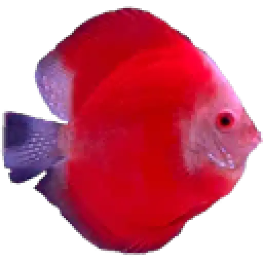 Discus Madness