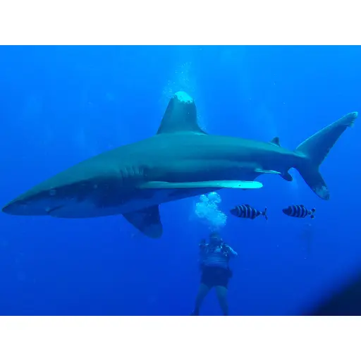 Divemorespendless