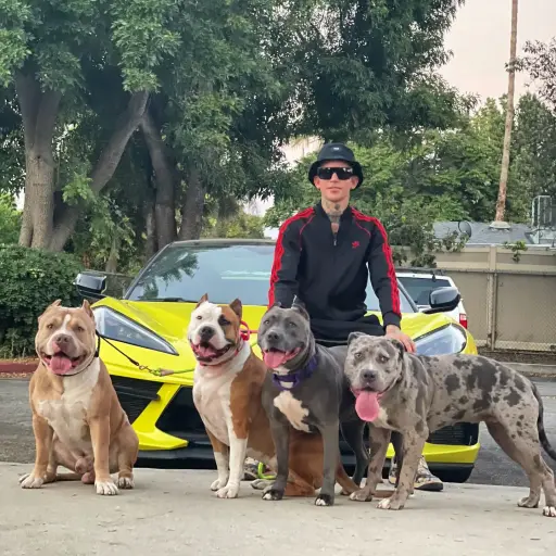 Dogdaddyy
