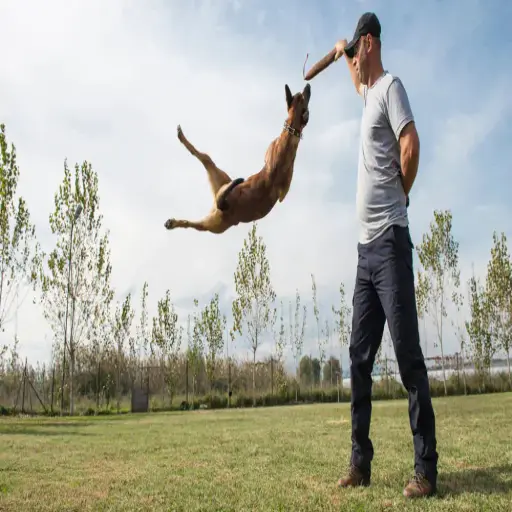 Dog Sport Uk