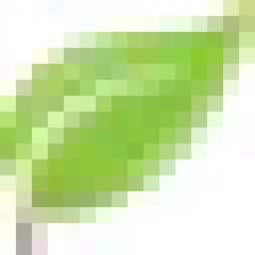 Emeraldisleseaweed