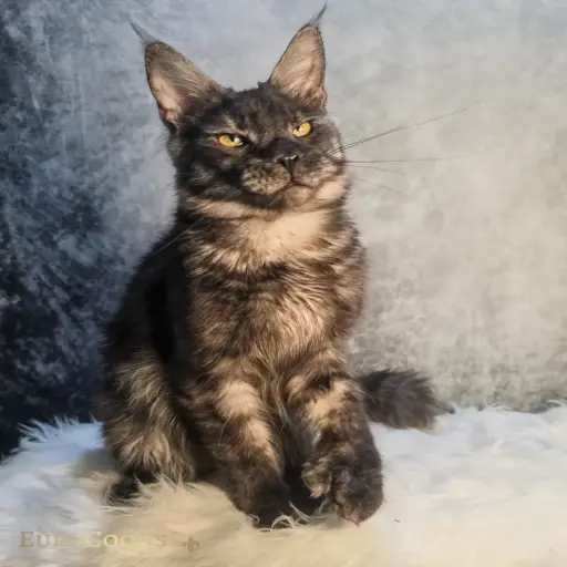 EuroCoons - Maine Coon Kittens - Maine Coon Cats