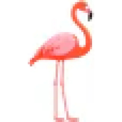 Flamingo Rides