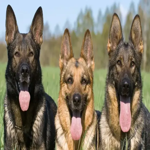 Full Contact K9