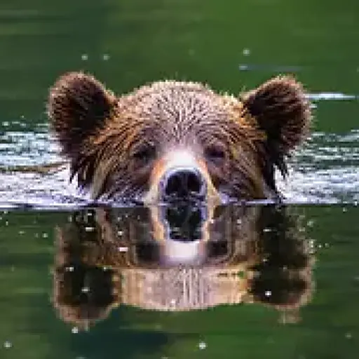 Grizzlytour