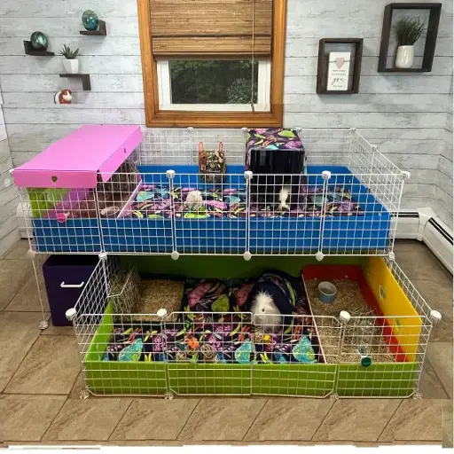 Guinea Pig Zone