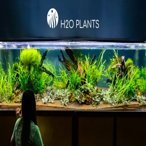 H2O Plants
