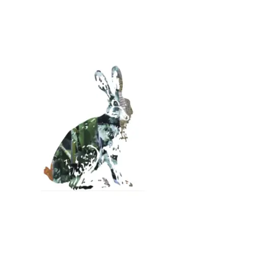 hedgehouseusa.com