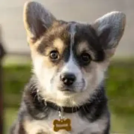 Hondenpenning