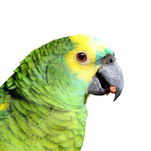 Hookbills