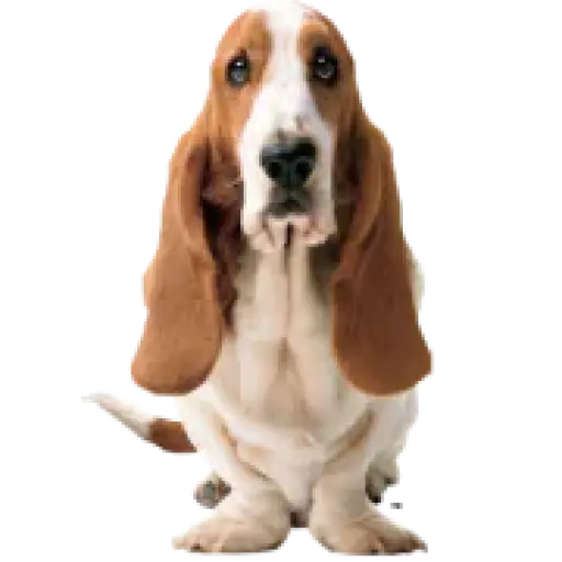 Hush Puppies ®