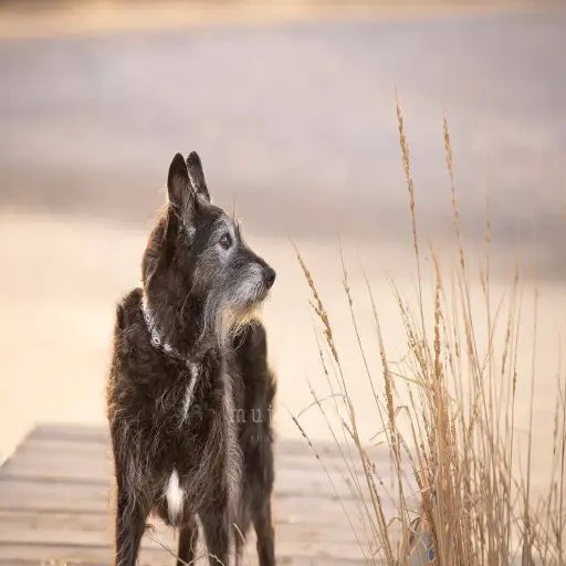 Inspired Pet Wellness