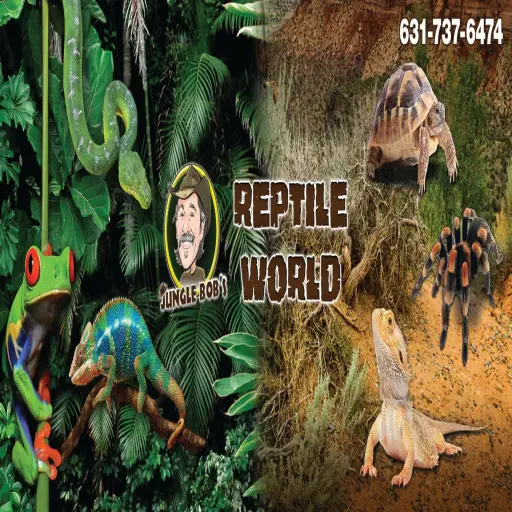 junglebobsreptileworld.com
