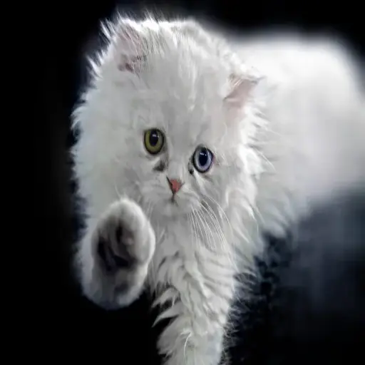 Kattengrit