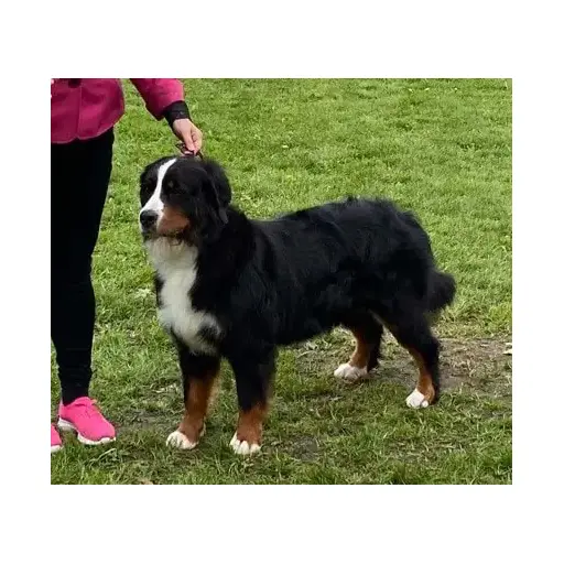 Kennelstoettrup