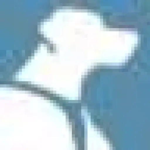 Kurgo