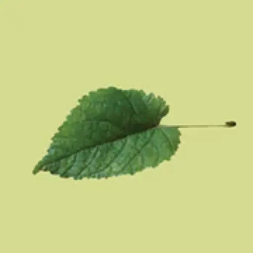 limetreedesign.com