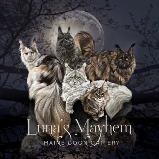 Luna's Mayhem Maincoons