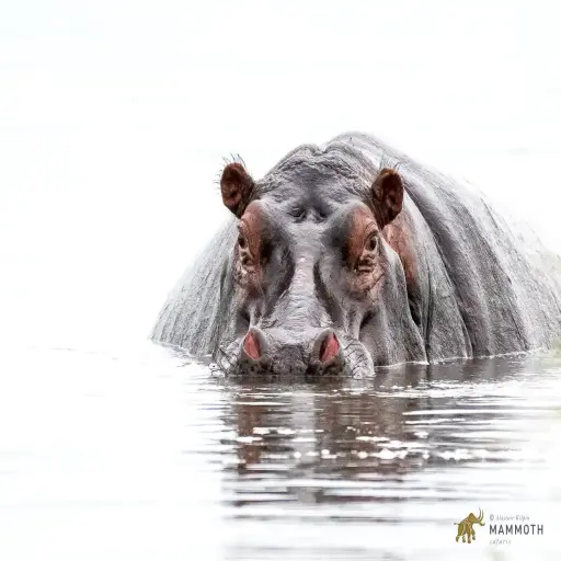 Mammothsafaris