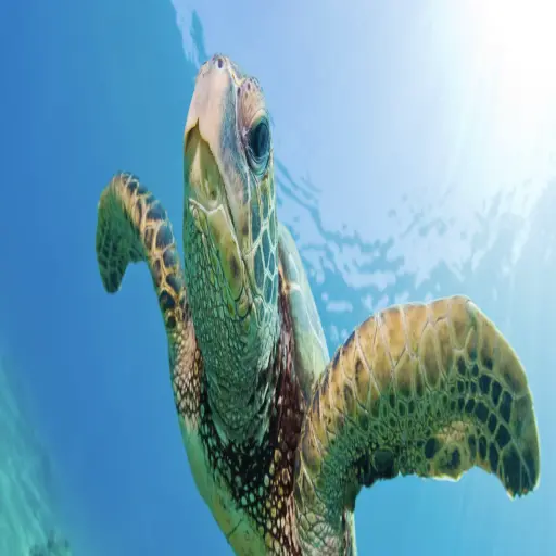 mauiactivities.com
