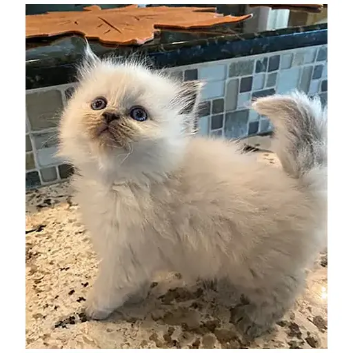 MIdwest Ragdolls