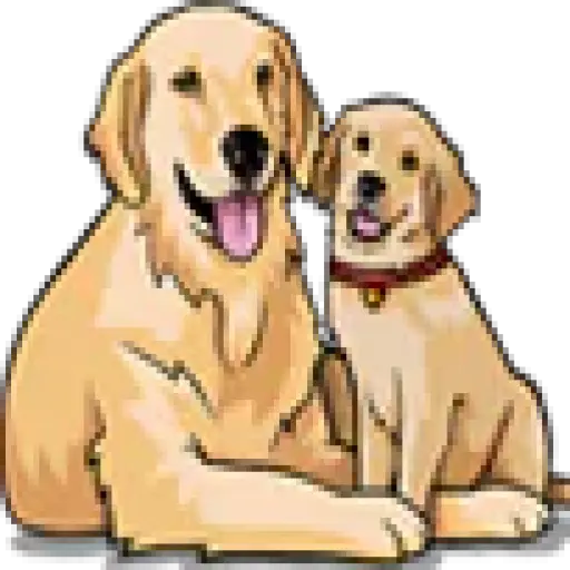 My Golden Retriever Puppies