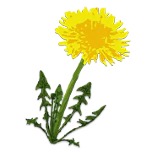 Nature's Helper Naturopathic Medicine