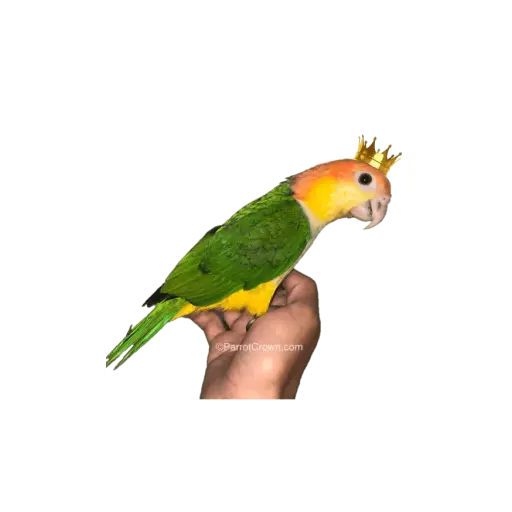 Parrotcrown