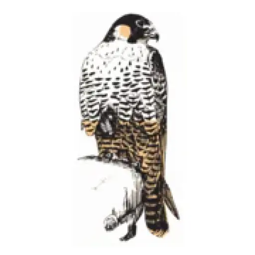 Peregrine Fund