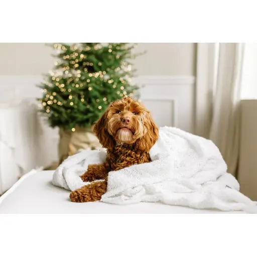 Puppist