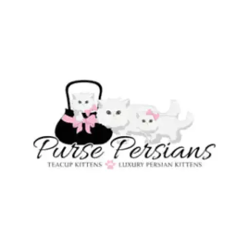 Purse Persians Kittens