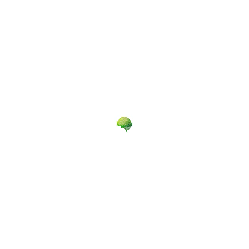 IQ Test