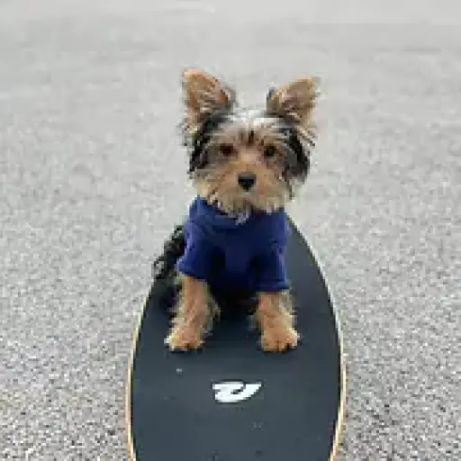 Redriveryorkies