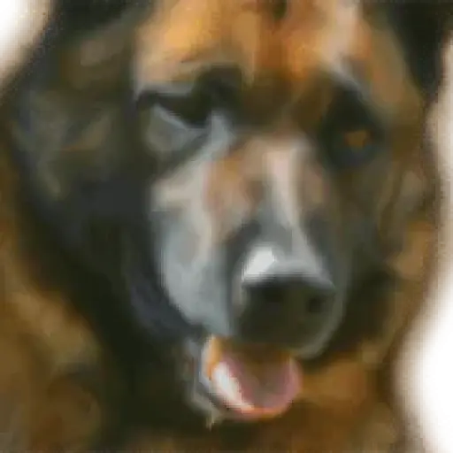 Ruidoso Malinois