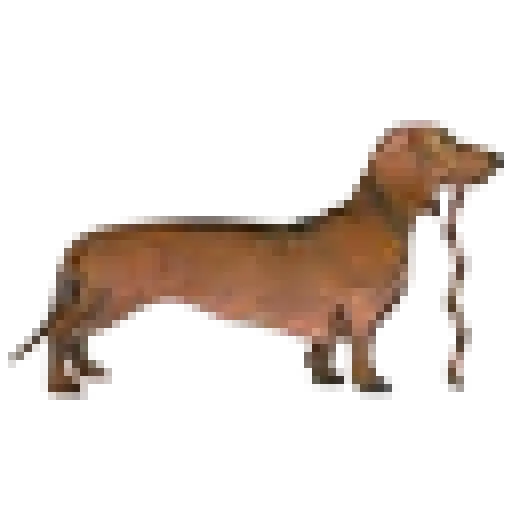Sausagedogsanctuaryfood